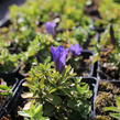 Hořec 'Luis Easy Blue' - Gentiana hybrida 'Luis Easy Blue'