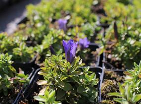 Hořec 'Luis Easy Blue' - Gentiana hybrida 'Luis Easy Blue'
