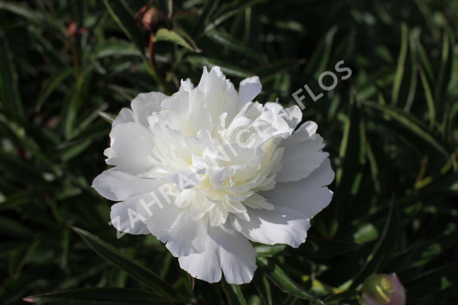 Pivoňka bělokvětá 'Primevere' - Paeonia lactiflora 'Primevere'