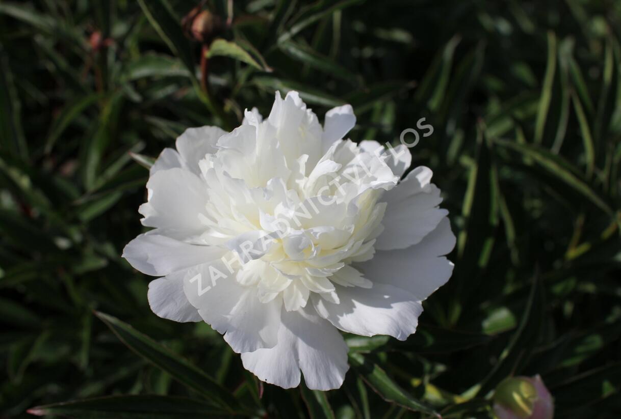 Pivoňka bělokvětá 'Primevere' - Paeonia lactiflora 'Primevere'