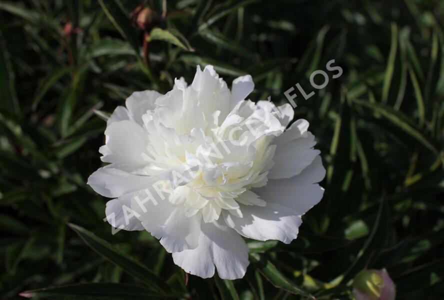 Pivoňka bělokvětá 'Primevere' - Paeonia lactiflora 'Primevere'