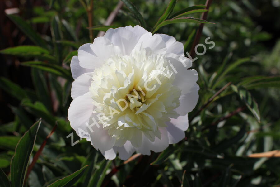 Pivoňka bělokvětá 'Primevere' - Paeonia lactiflora 'Primevere'