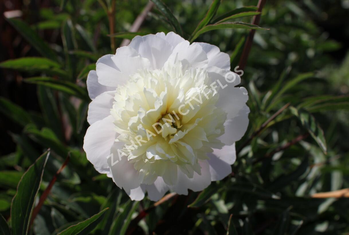 Pivoňka bělokvětá 'Primevere' - Paeonia lactiflora 'Primevere'