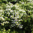 Mateřídouška úzkolistá 'Albus' - Thymus serpyllum 'Albus'