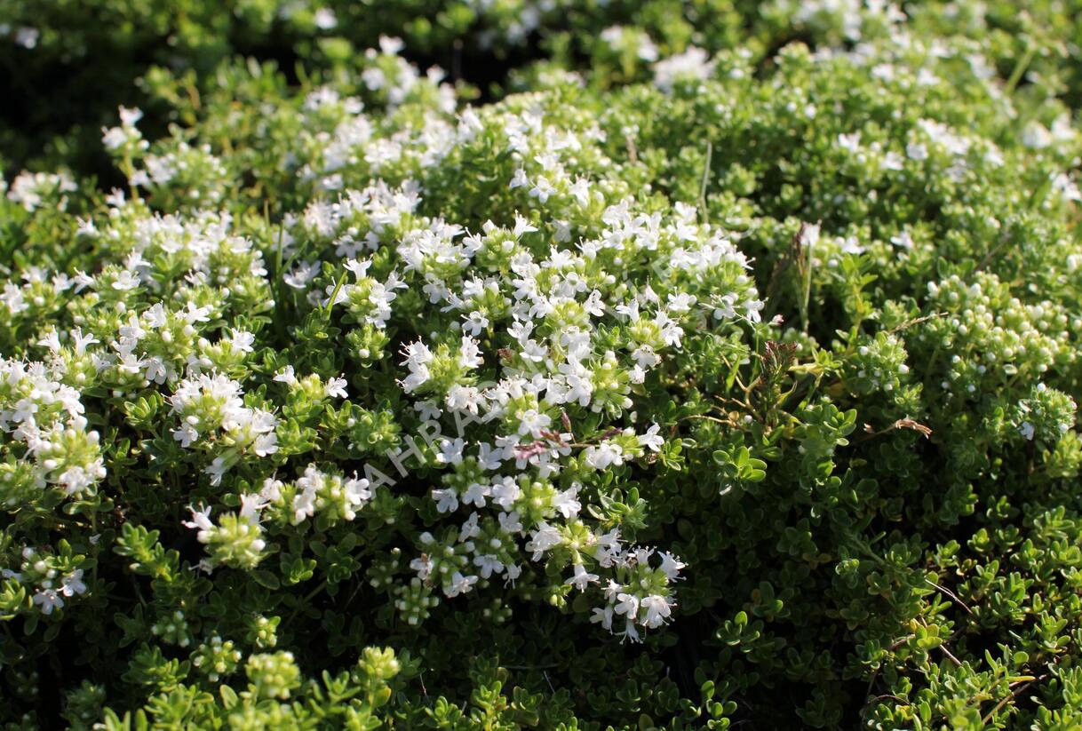 Mateřídouška úzkolistá 'Albus' - Thymus serpyllum 'Albus'