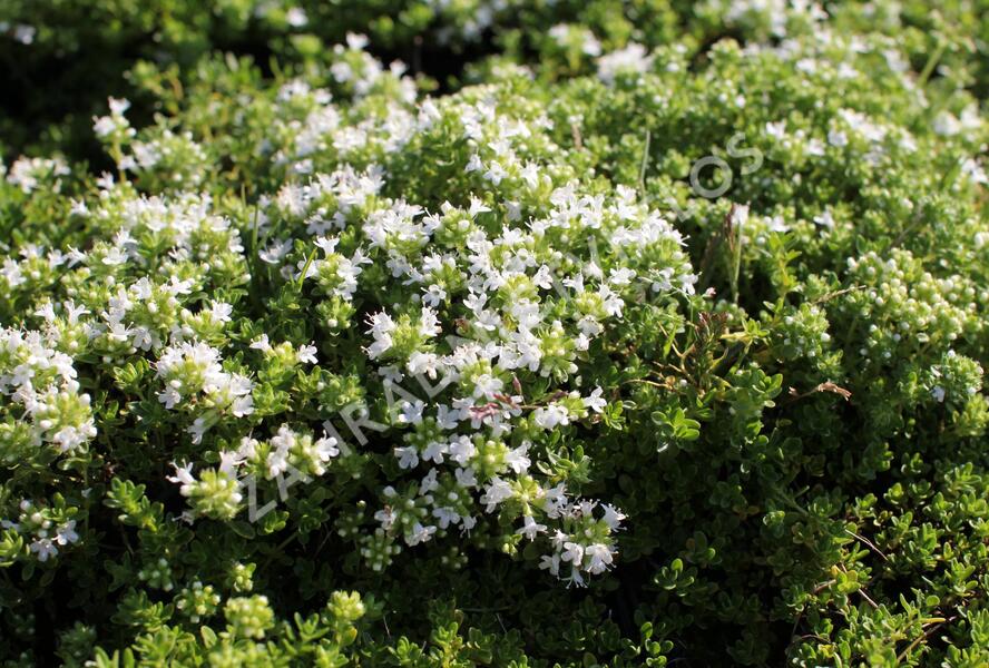 Mateřídouška úzkolistá 'Albus' - Thymus serpyllum 'Albus'