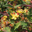 Třezalka nevonná 'Red Fame' - Hypericum inodorum Magical 'Red Fame'