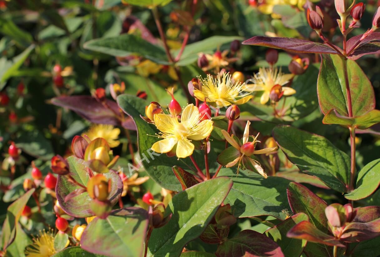 Třezalka nevonná 'Red Fame' - Hypericum inodorum Magical 'Red Fame'