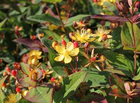 Třezalka nevonná 'Red Fame' - Hypericum inodorum Magical 'Red Fame'