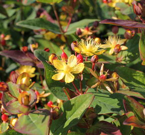 Třezalka nevonná 'Red Fame' - Hypericum inodorum Magical 'Red Fame'