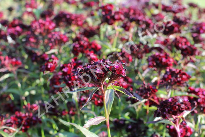 Hvozdík vousatý 'Nigrescens' - Dianthus barbatus 'Nigrescens'