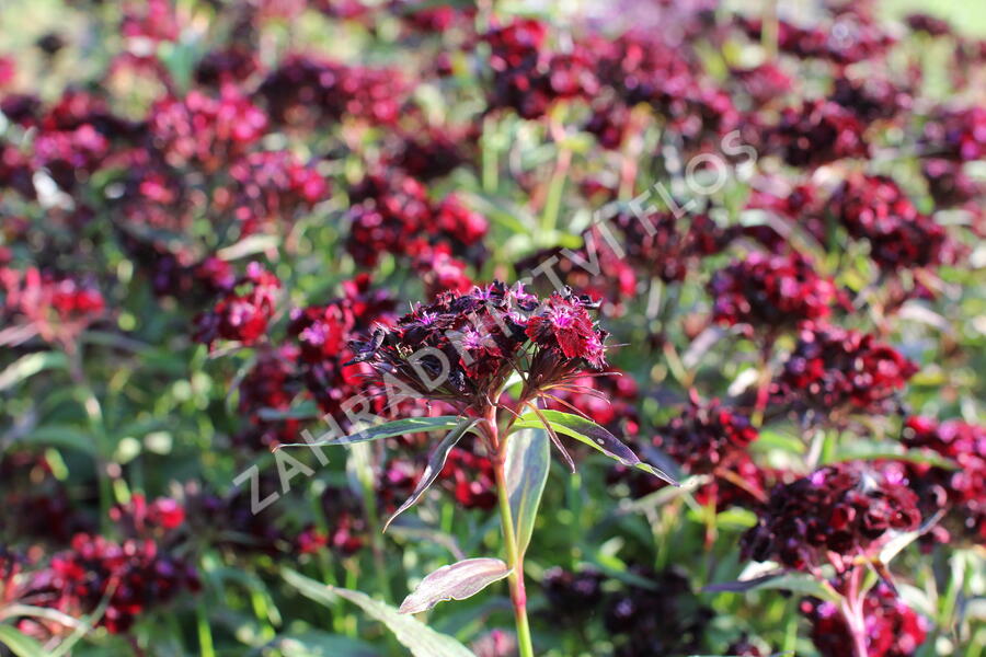 Hvozdík vousatý 'Nigrescens' - Dianthus barbatus 'Nigrescens'