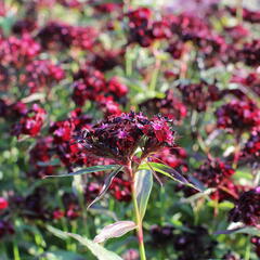 Hvozdík vousatý 'Nigrescens' - Dianthus barbatus 'Nigrescens'