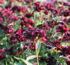 Hvozdík vousatý 'Nigrescens' - Dianthus barbatus 'Nigrescens'