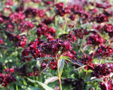 Hvozdík vousatý 'Nigrescens'