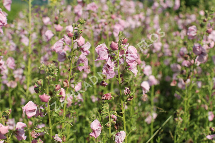 Divizna 'Jackie in Pink' - Verbascum hybridum 'Jackie in Pink'