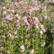 Divizna 'Jackie in Pink' - Verbascum hybridum 'Jackie in Pink'
