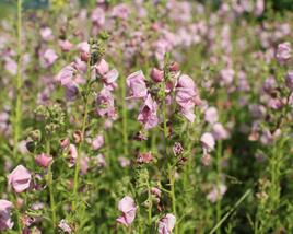 Divizna 'Jackie in Pink'