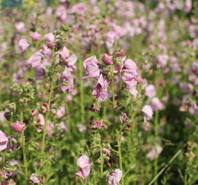 Divizna 'Jackie in Pink' - Verbascum hybridum 'Jackie in Pink'