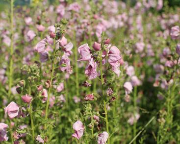 Divizna 'Jackie in Pink'