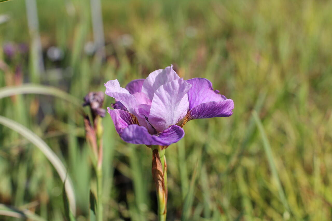 Kosatec sibiřský 'Light of Heart' Iris sibirica 'Light of Heart' Zahradnictví FLOS
