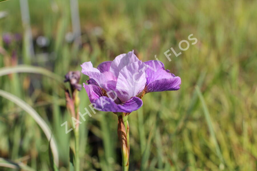 Kosatec sibiřský 'Light of Heart' - Iris sibirica 'Light of Heart'