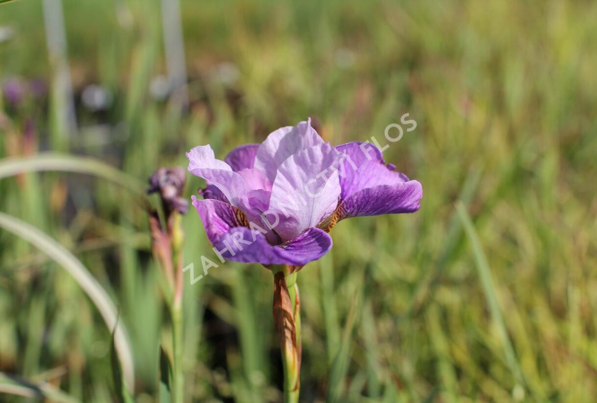 Kosatec sibiřský 'Light of Heart' - Iris sibirica 'Light of Heart'