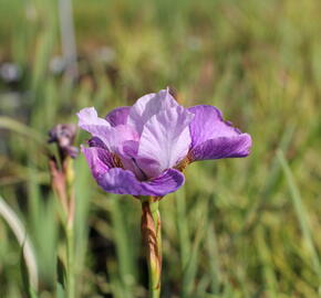 Kosatec sibiřský 'Light of Heart' - Iris sibirica 'Light of Heart'