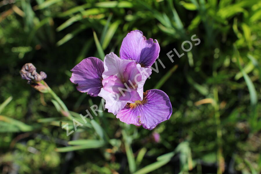 Kosatec sibiřský 'Light of Heart' - Iris sibirica 'Light of Heart'
