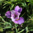 Kosatec sibiřský 'Light of Heart' - Iris sibirica 'Light of Heart'