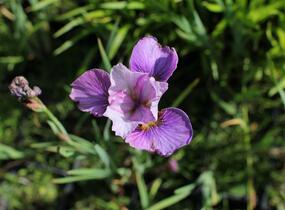 Kosatec sibiřský 'Light of Heart' - Iris sibirica 'Light of Heart'