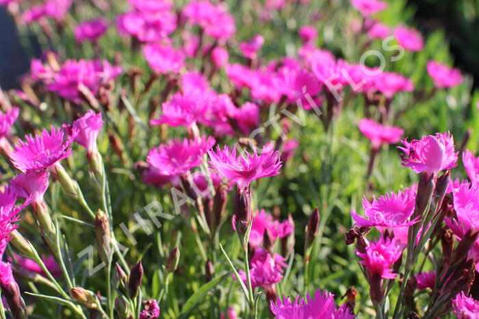 Hvozdík karafiát 'Carnelia 'Rock Violet' - Dianthus caryophyllus 'Carnelia 'Rock Violet'