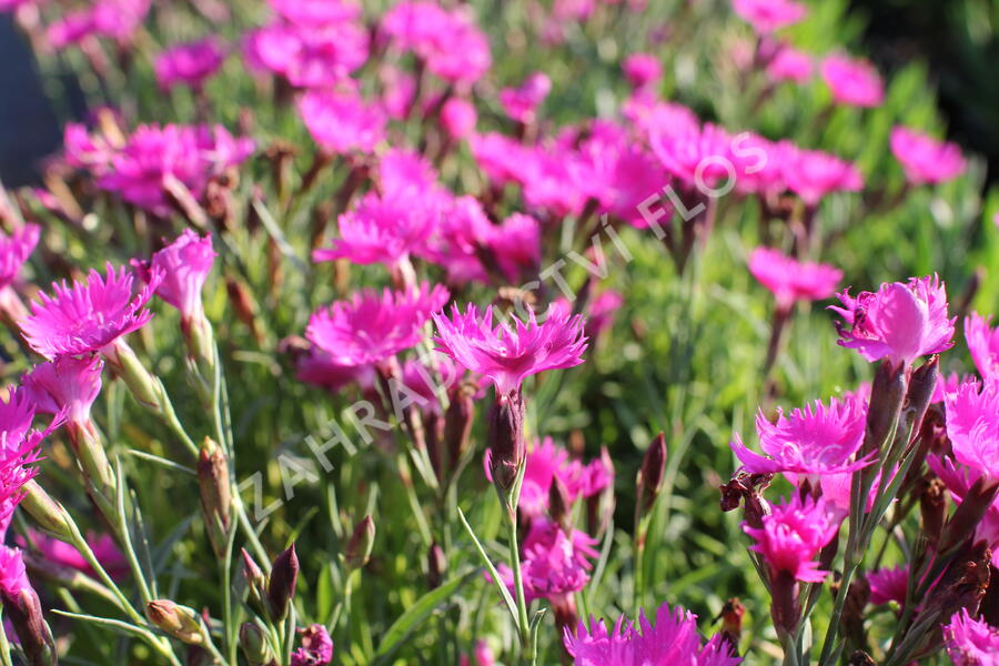 Hvozdík karafiát 'Carnelia 'Rock Violet' - Dianthus caryophyllus 'Carnelia 'Rock Violet'