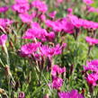 Hvozdík karafiát 'Carnelia 'Rock Violet' - Dianthus caryophyllus 'Carnelia 'Rock Violet'