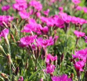 Hvozdík karafiát 'Carnelia 'Rock Violet' - Dianthus caryophyllus 'Carnelia 'Rock Violet'
