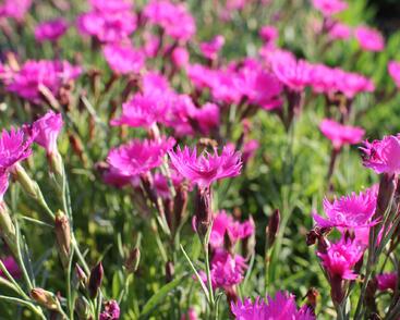Hvozdík karafiát 'Carnelia 'Rock Violet'