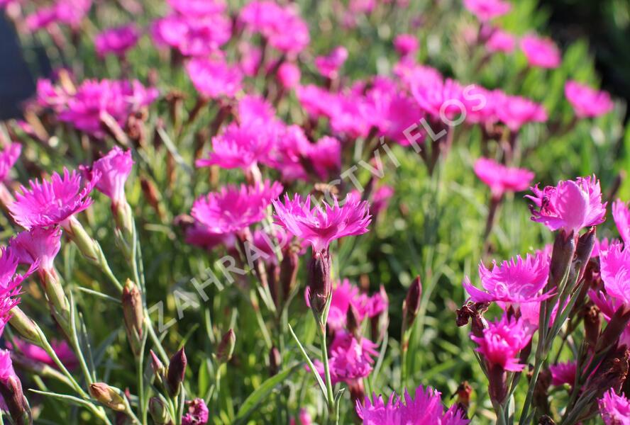 Hvozdík karafiát 'Carnelia 'Rock Violet' - Dianthus caryophyllus 'Carnelia 'Rock Violet'
