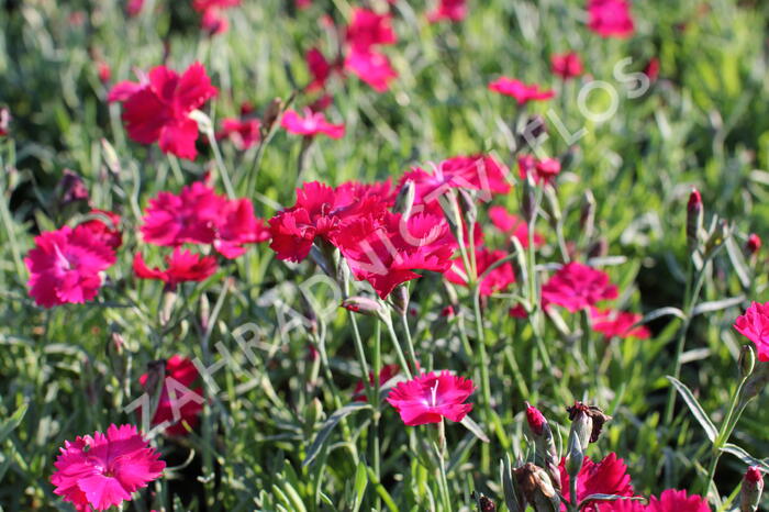 Hvozdík karafiát 'Carnelia 'Rock Purple' - Dianthus caryophyllus 'Carnelia 'Rock Purple'