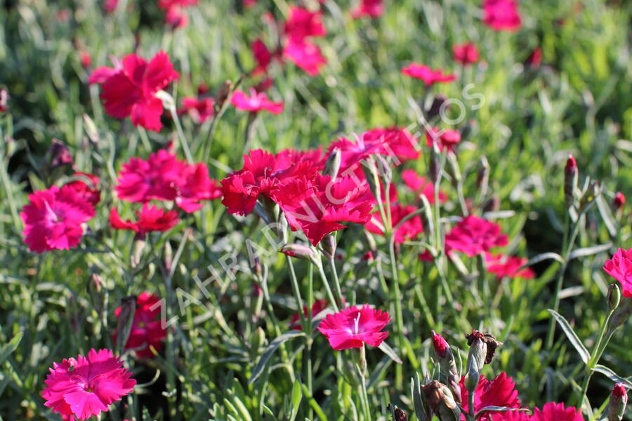 Hvozdík karafiát 'Carnelia 'Rock Purple' - Dianthus caryophyllus 'Carnelia 'Rock Purple'