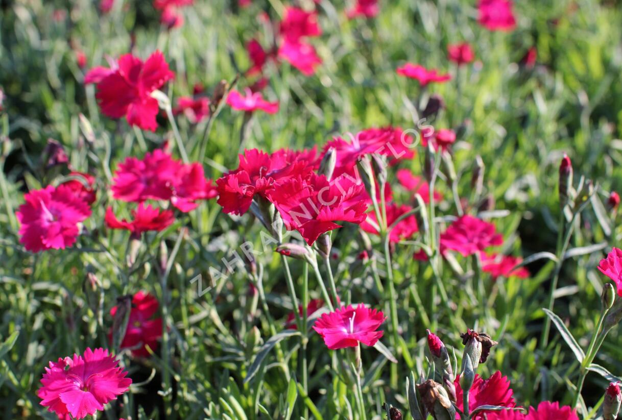 Hvozdík karafiát 'Carnelia 'Rock Purple' - Dianthus caryophyllus 'Carnelia 'Rock Purple'
