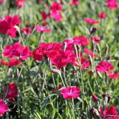 Hvozdík karafiát 'Carnelia 'Rock Purple' - Dianthus caryophyllus 'Carnelia 'Rock Purple'