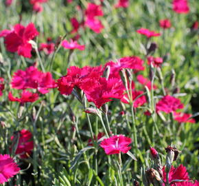 Hvozdík karafiát 'Carnelia 'Rock Purple' - Dianthus caryophyllus 'Carnelia 'Rock Purple'