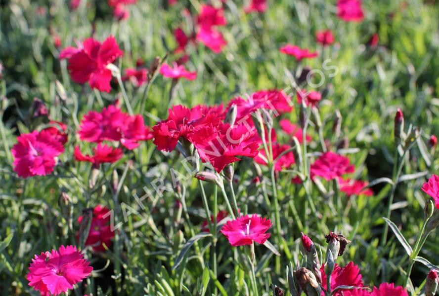 Hvozdík karafiát 'Carnelia 'Rock Purple' - Dianthus caryophyllus 'Carnelia 'Rock Purple'