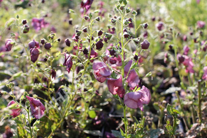 Divizna 'Plum Smokey' - Verbascum 'Plum Smokey'®