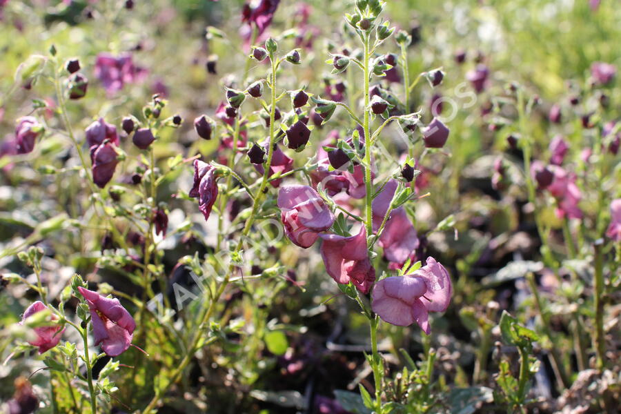 Divizna 'Plum Smokey' - Verbascum 'Plum Smokey'®