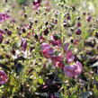 Divizna 'Plum Smokey' - Verbascum 'Plum Smokey'®