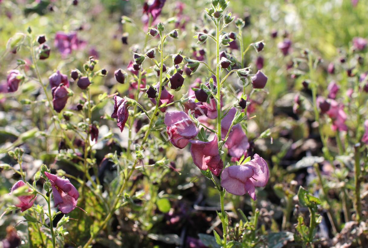 Divizna 'Plum Smokey' - Verbascum 'Plum Smokey'®