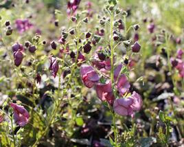 Divizna 'Plum Smokey'