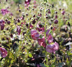 Divizna 'Plum Smokey' - Verbascum 'Plum Smokey'®