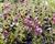 Divizna 'Plum Smokey'